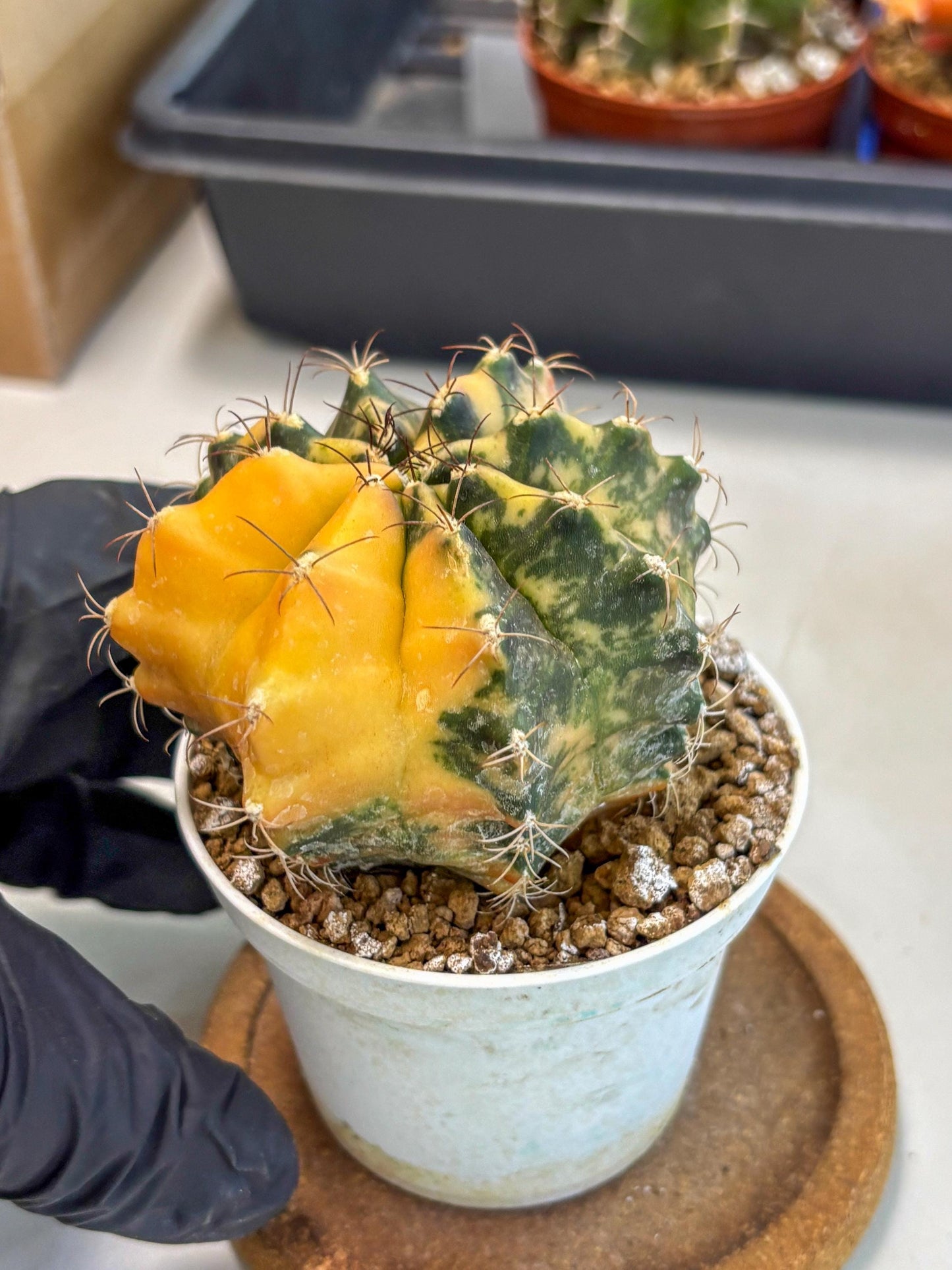 Gymnocalycium Mihanovichii (gy10) (y3) | Sale