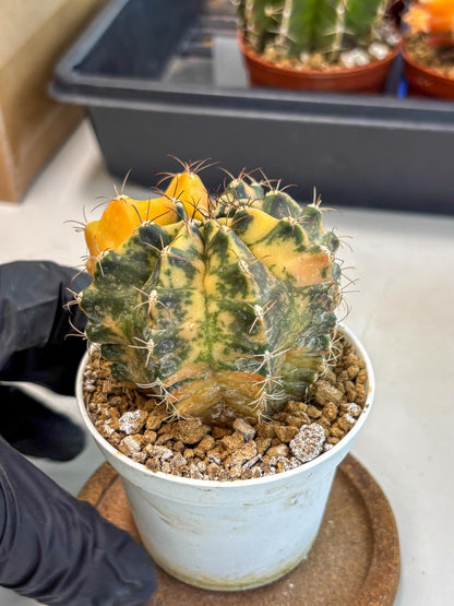 Gymnocalycium Mihanovichii (gy10) (y3) | Sale