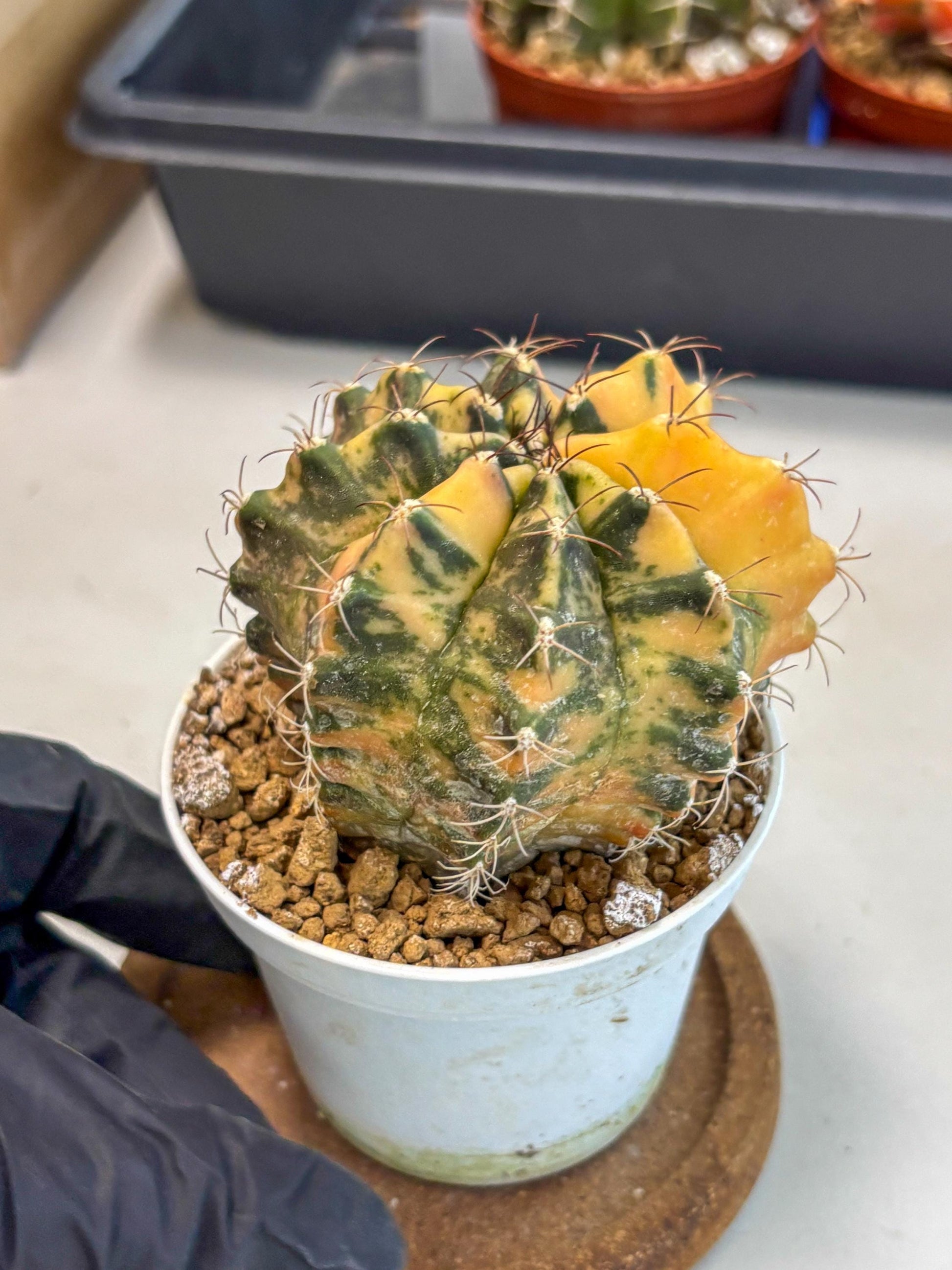Gymnocalycium Mihanovichii (gy10) (y3) | Sale