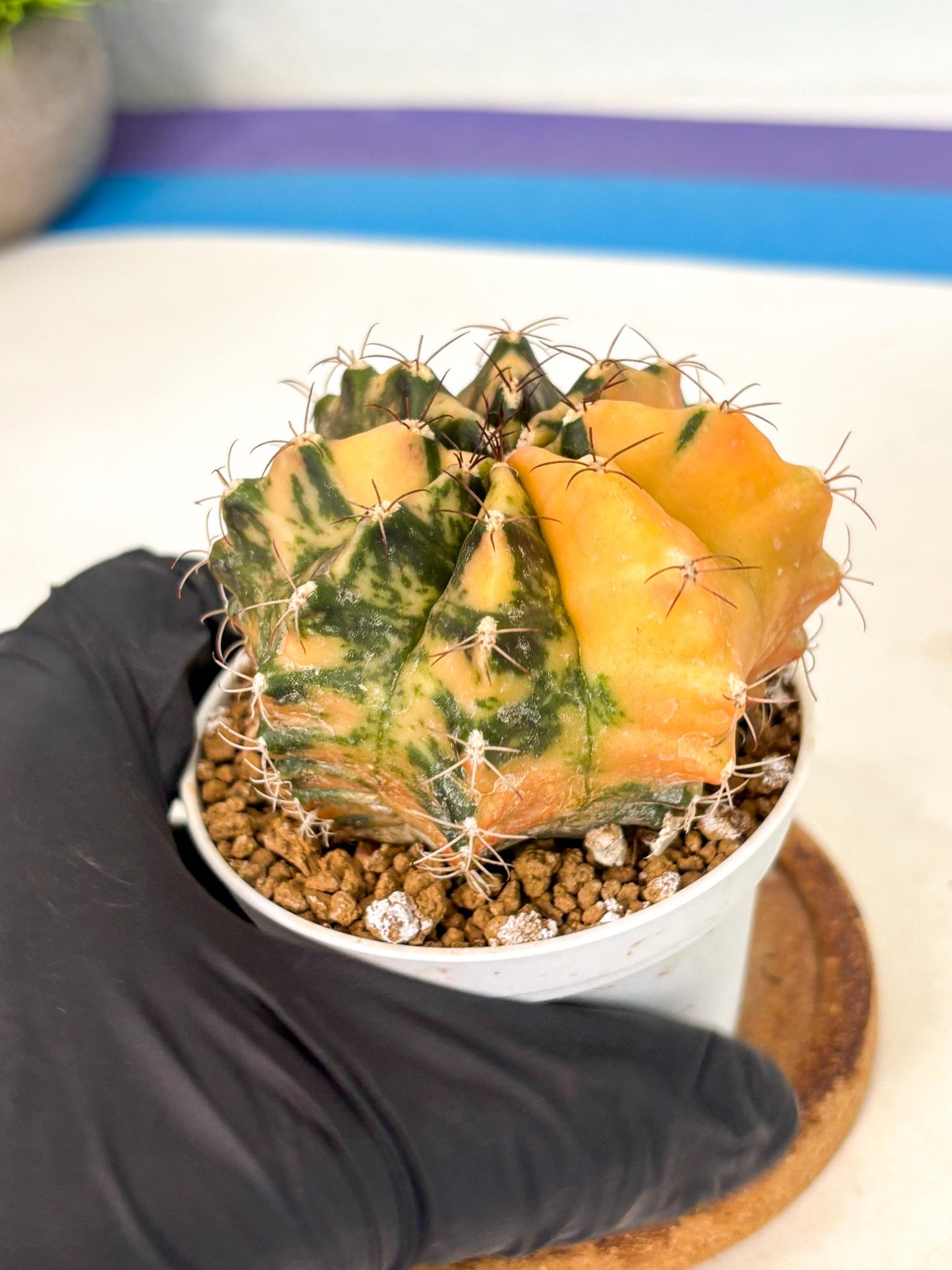 Gymnocalycium Mihanovichii (gy10) (y3) | Sale