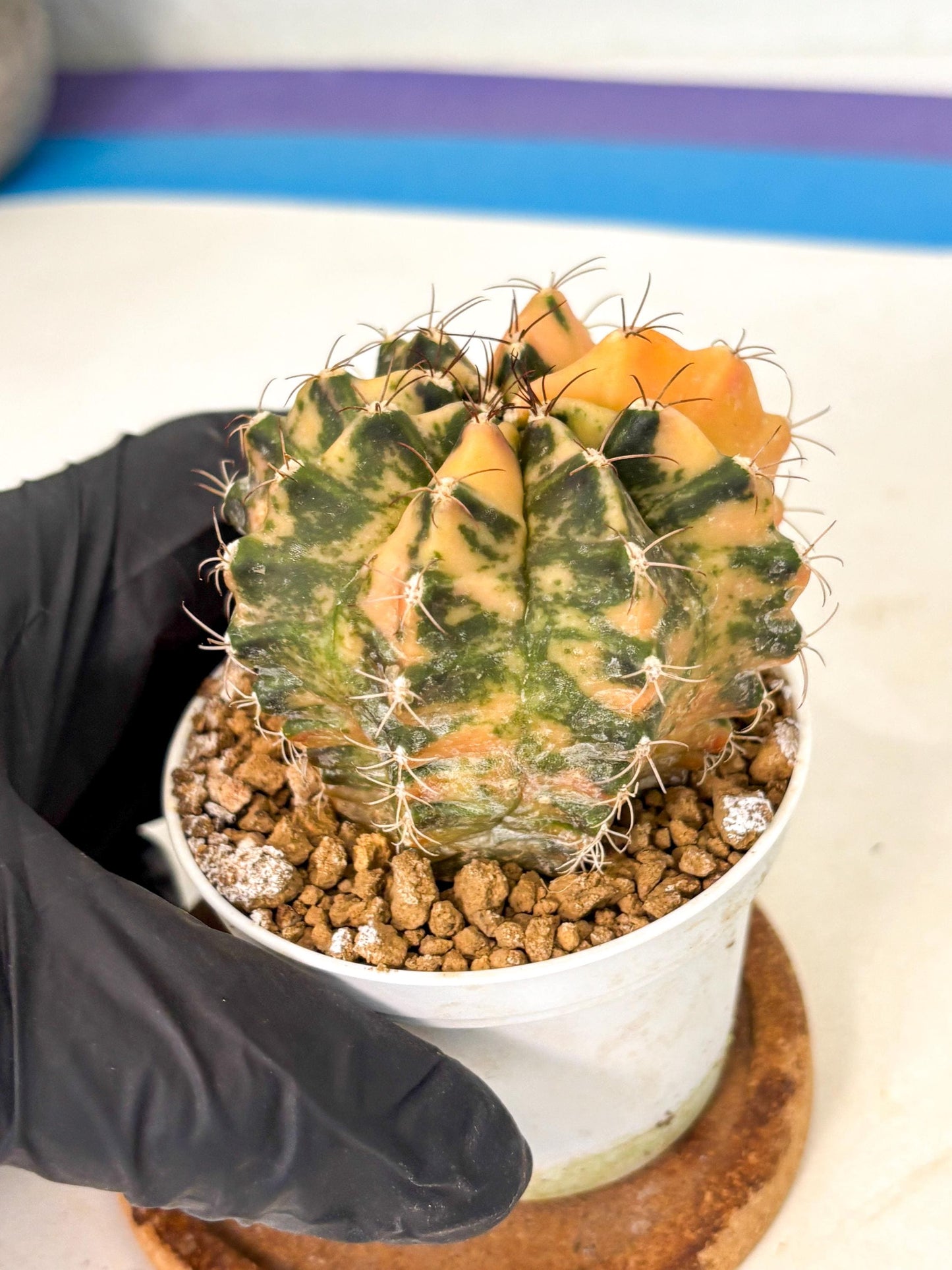 Gymnocalycium Mihanovichii (gy10) (y3) | Sale