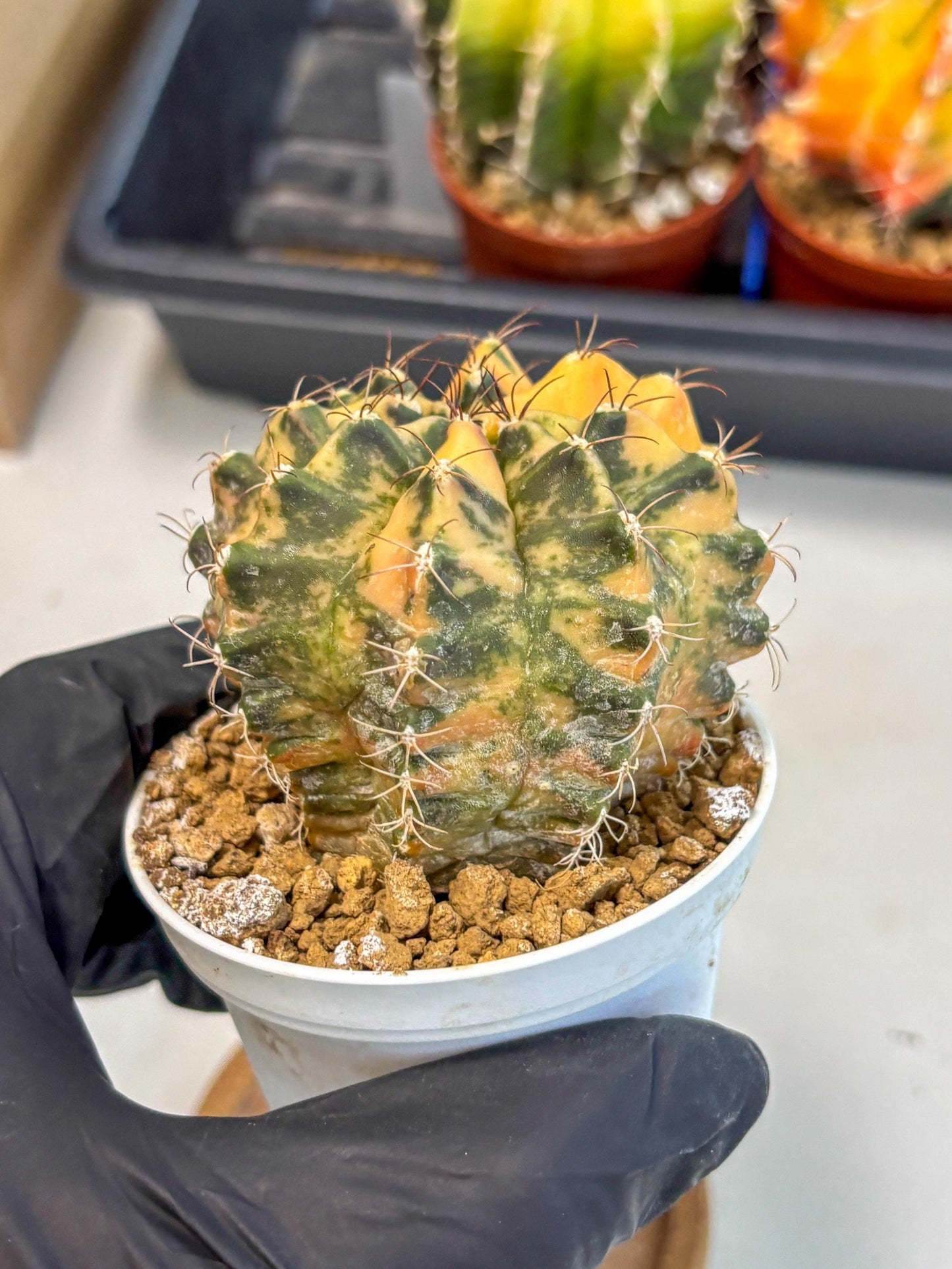 Gymnocalycium Mihanovichii (gy10) (y3) | Sale