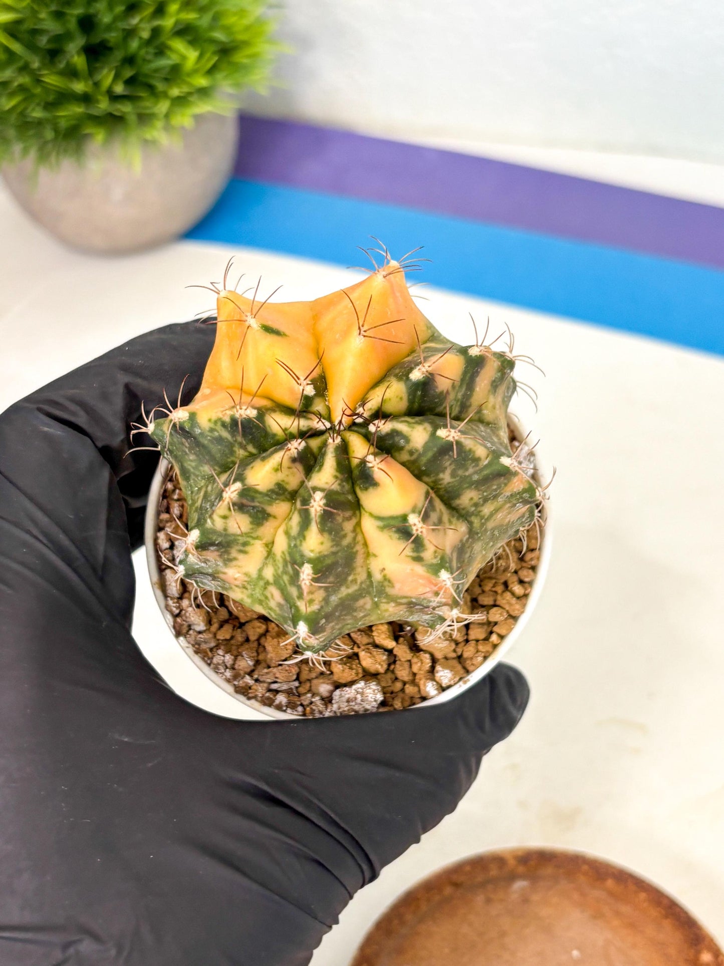 Gymnocalycium Mihanovichii (gy10) (y3) | Sale
