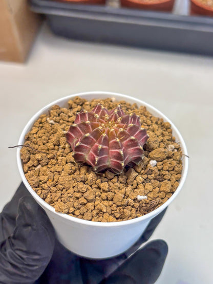 Gymnocalycium Neon (gy14) (y1) | Variegated cactus