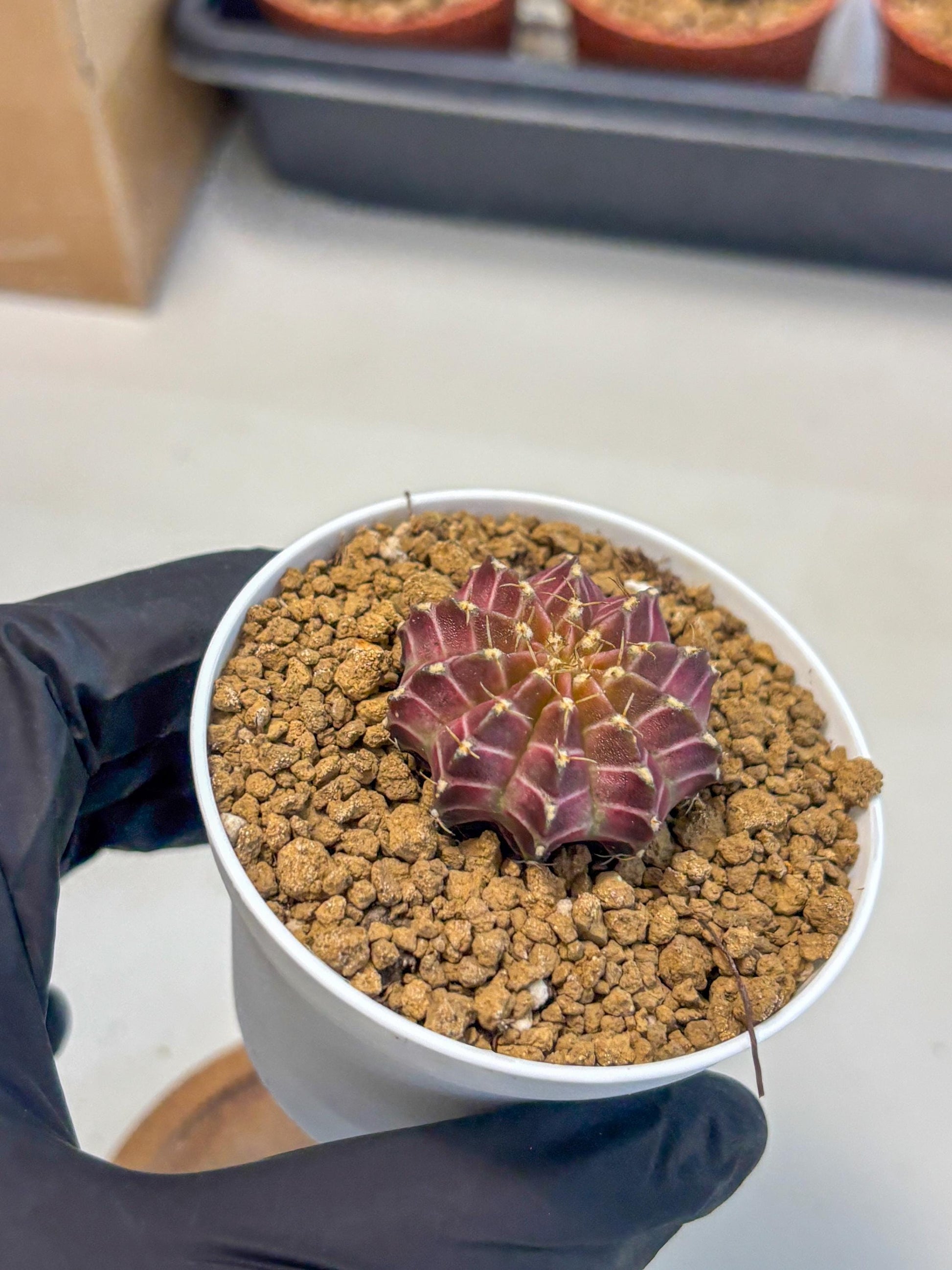 Gymnocalycium Neon (gy14) (y1) | Variegated cactus