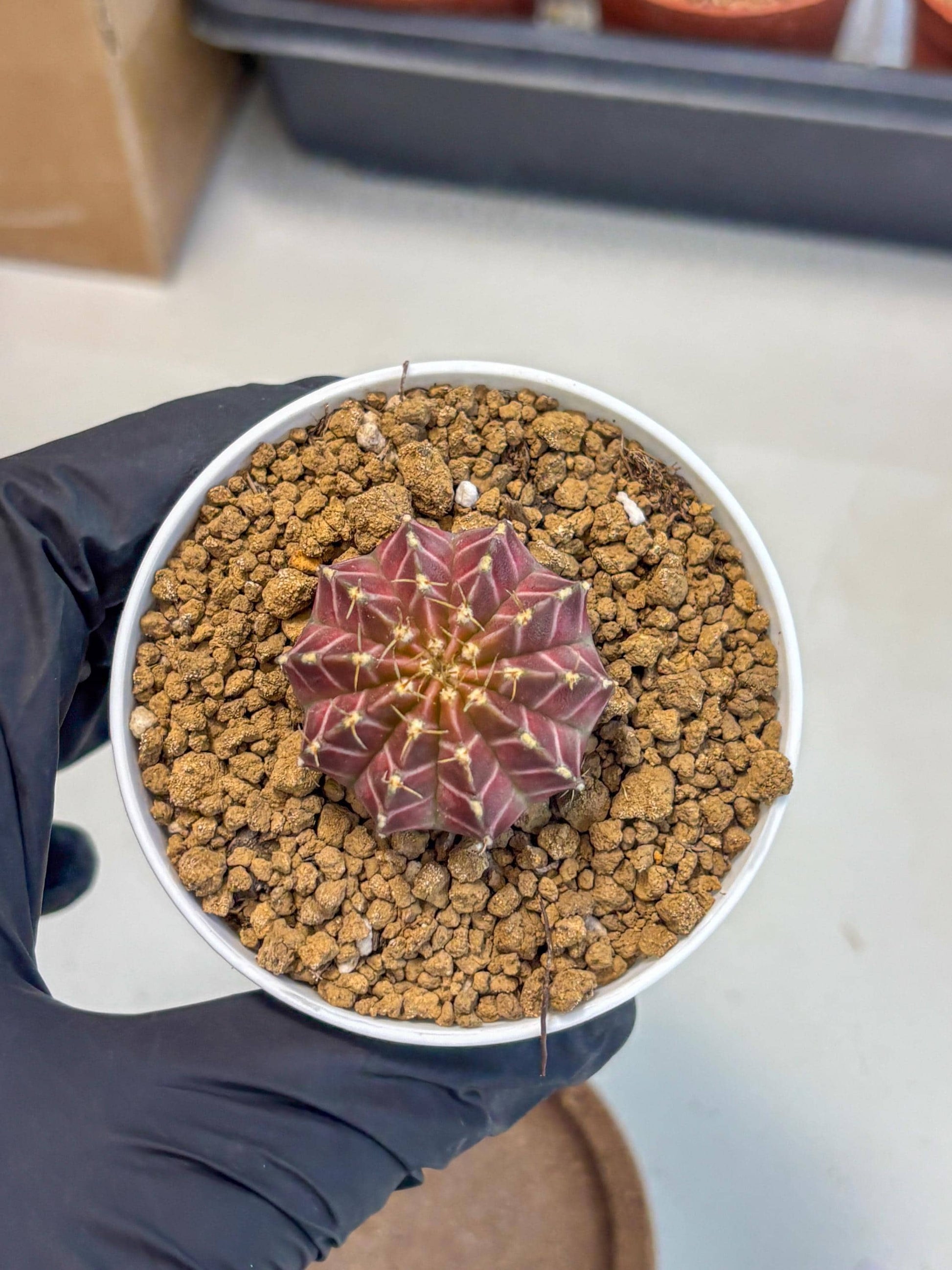 Gymnocalycium Neon (gy14) (y1) | Variegated cactus