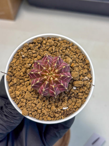Gymnocalycium Neon (gy14) (y1) | Variegated cactus