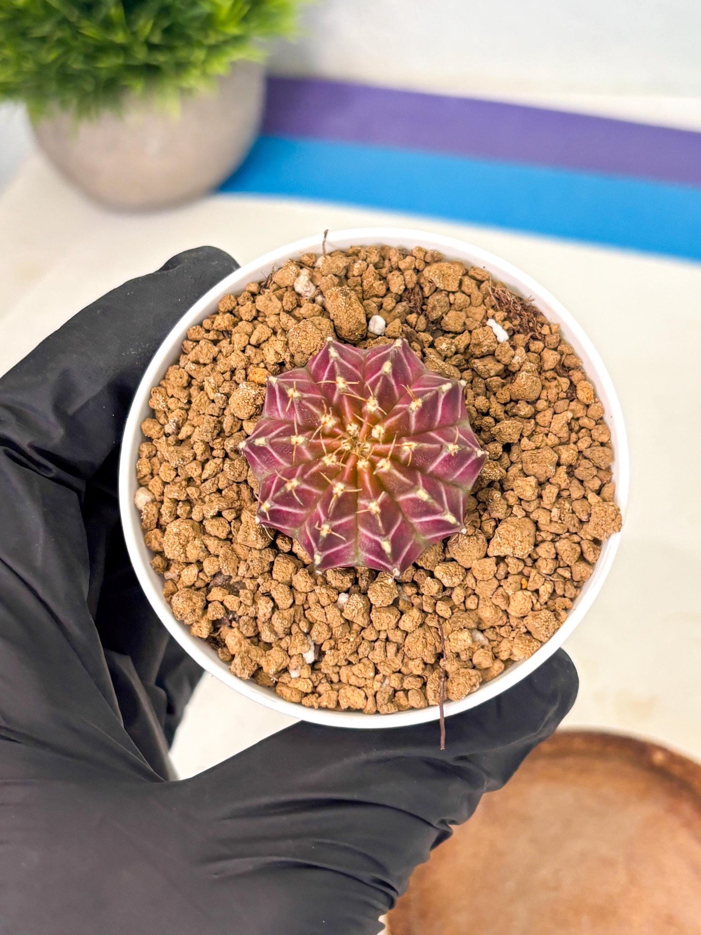Gymnocalycium Neon (gy14) (y1) | Variegated cactus
