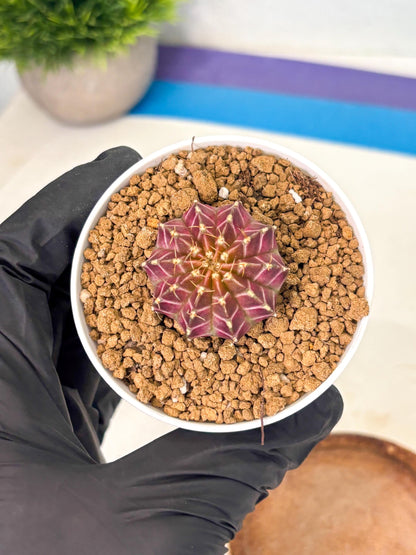 Gymnocalycium Neon (gy14) (y1) | Variegated cactus