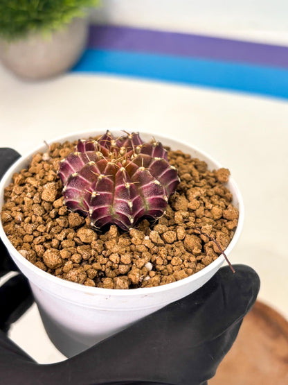 Gymnocalycium Neon (gy14) (y1) | Variegated cactus