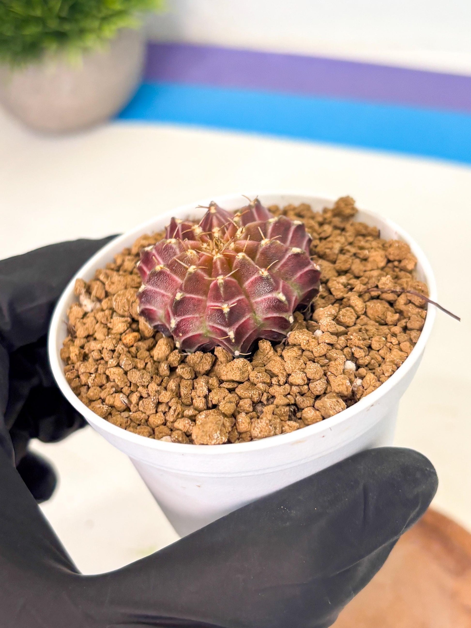 Gymnocalycium Neon (gy14) (y1) | Variegated cactus