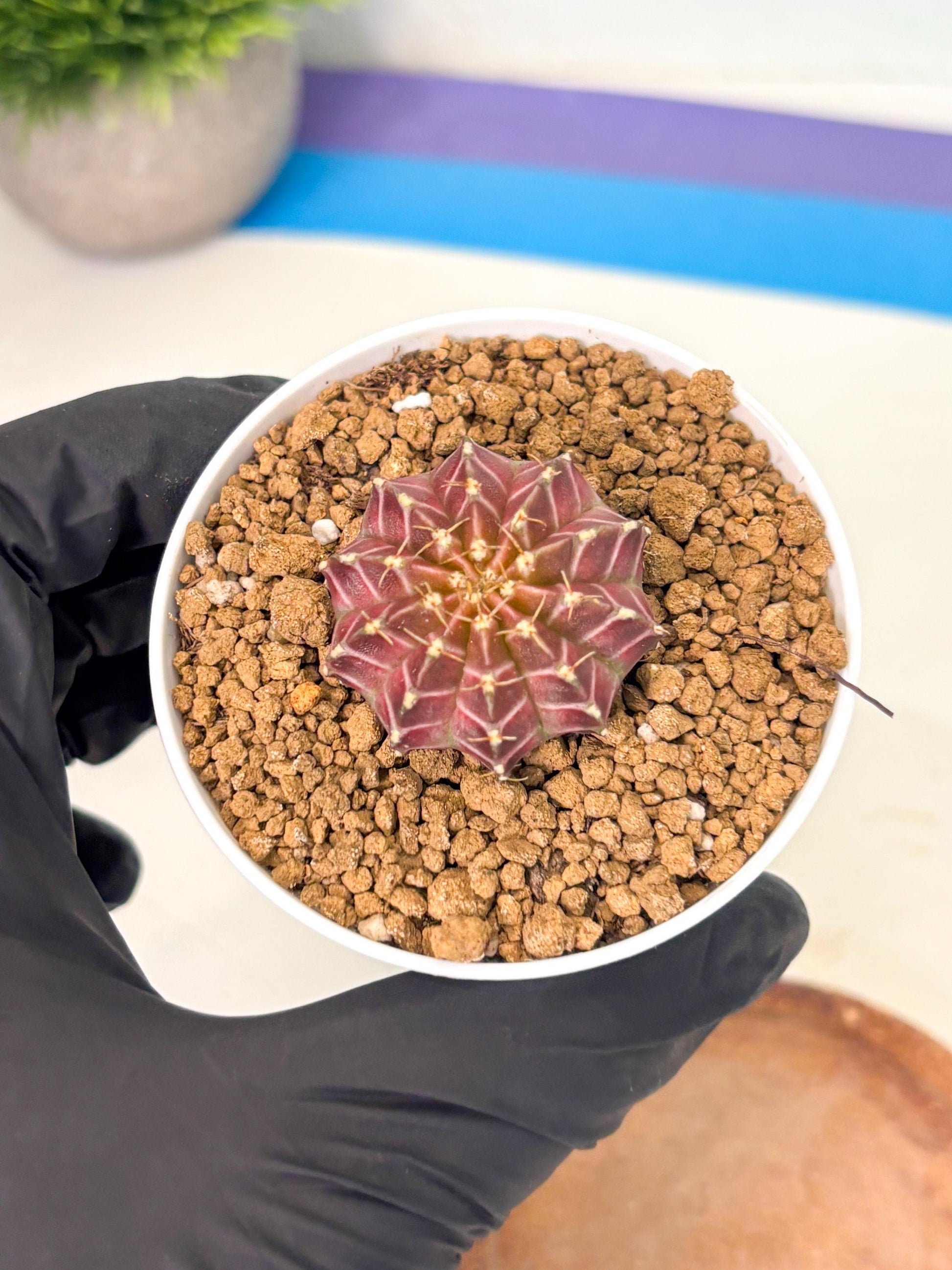 Gymnocalycium Neon (gy14) (y1) | Variegated cactus