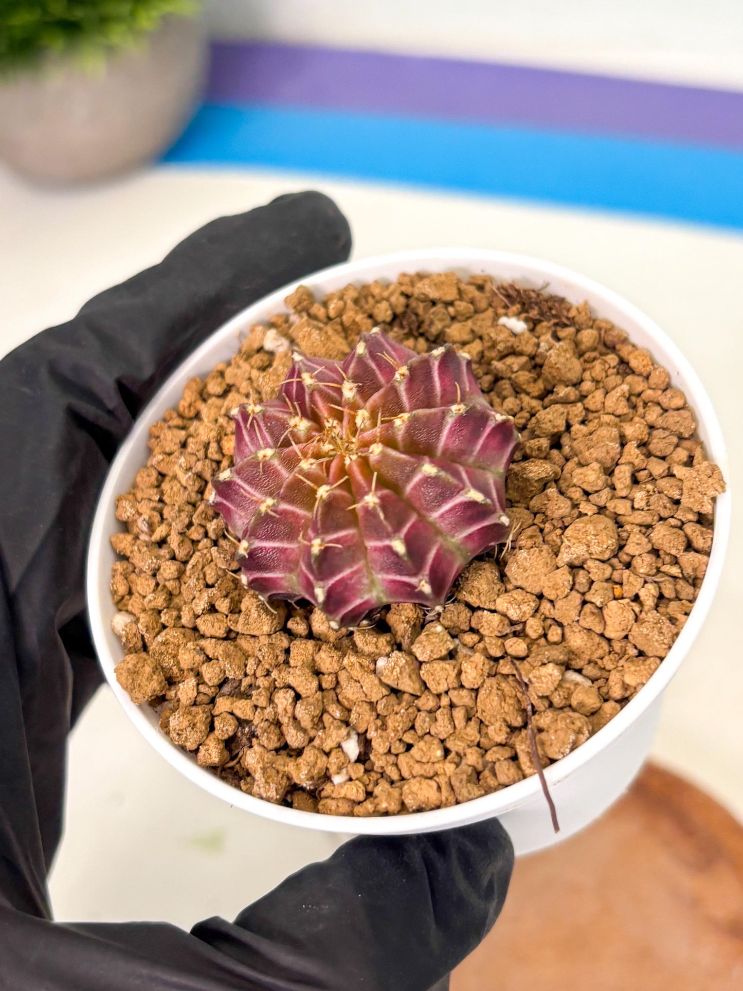 Gymnocalycium Neon (gy14) (y1) | Variegated cactus