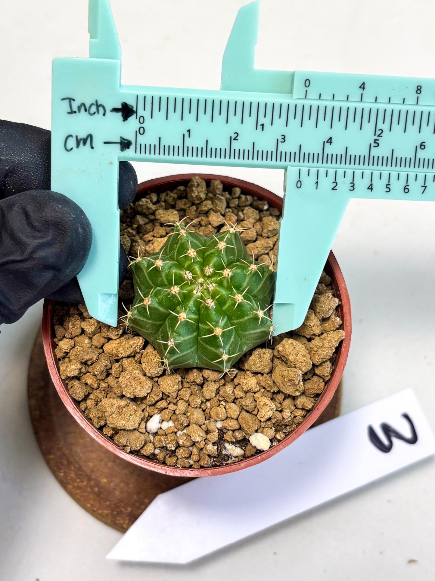 Gymnocalycium Neon (gy14) (b3) | Variegated cactus