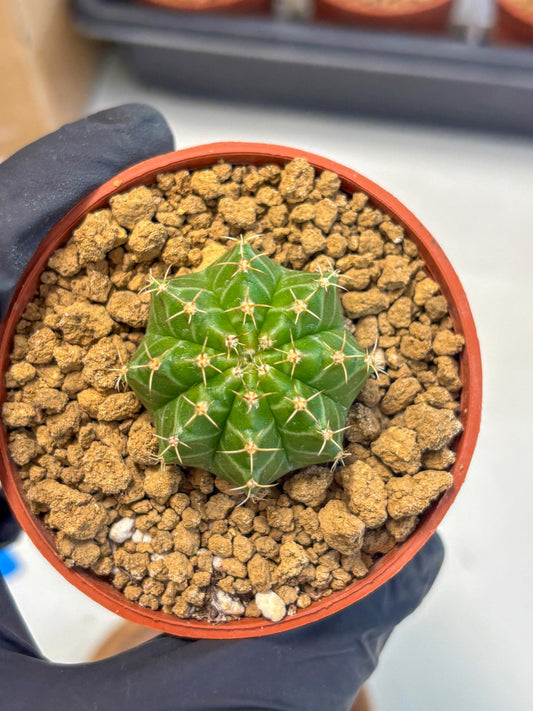 Gymnocalycium Neon (gy14) (b3) | Variegated cactus