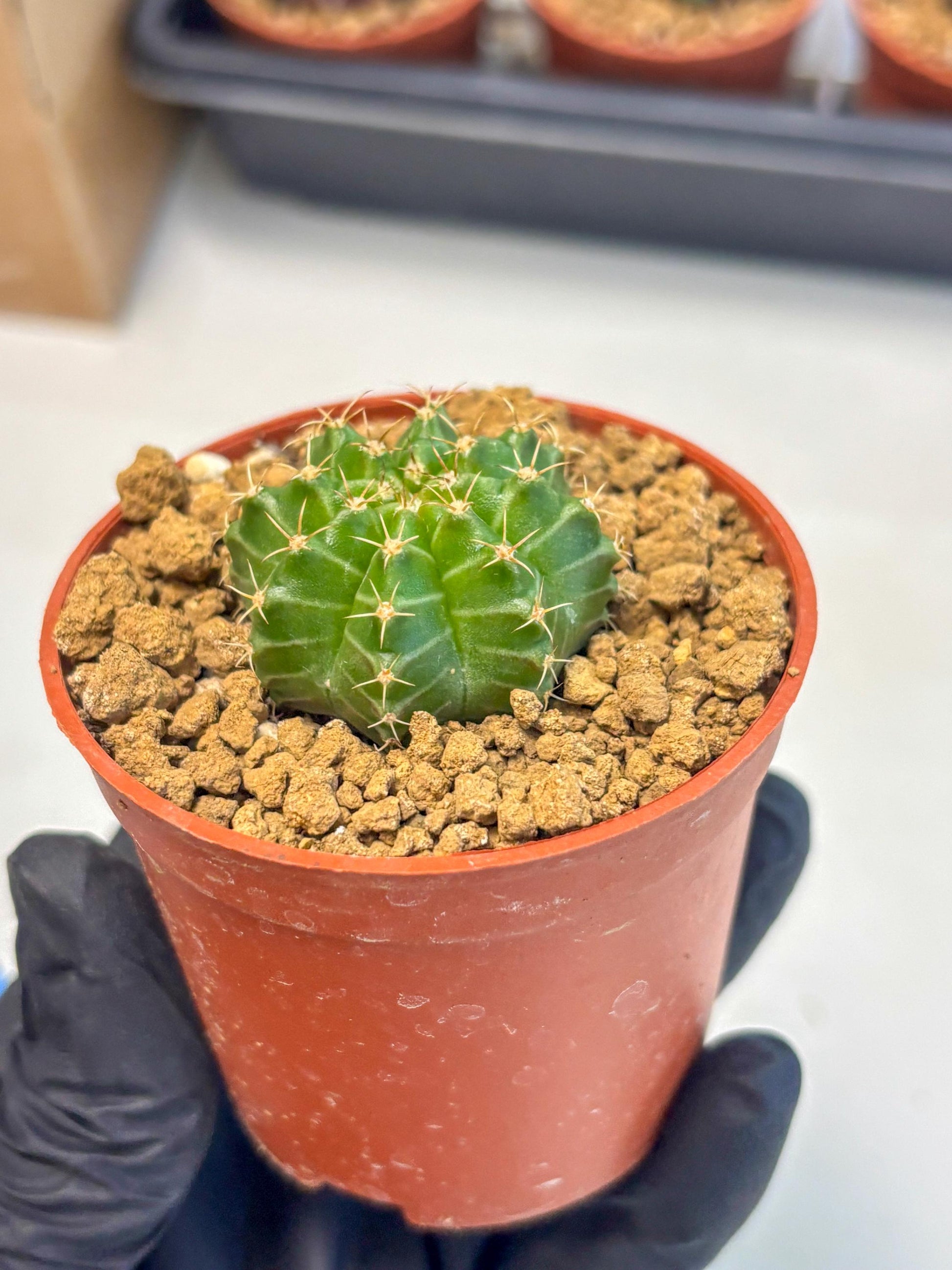 Gymnocalycium Neon (gy14) (b3) | Variegated cactus