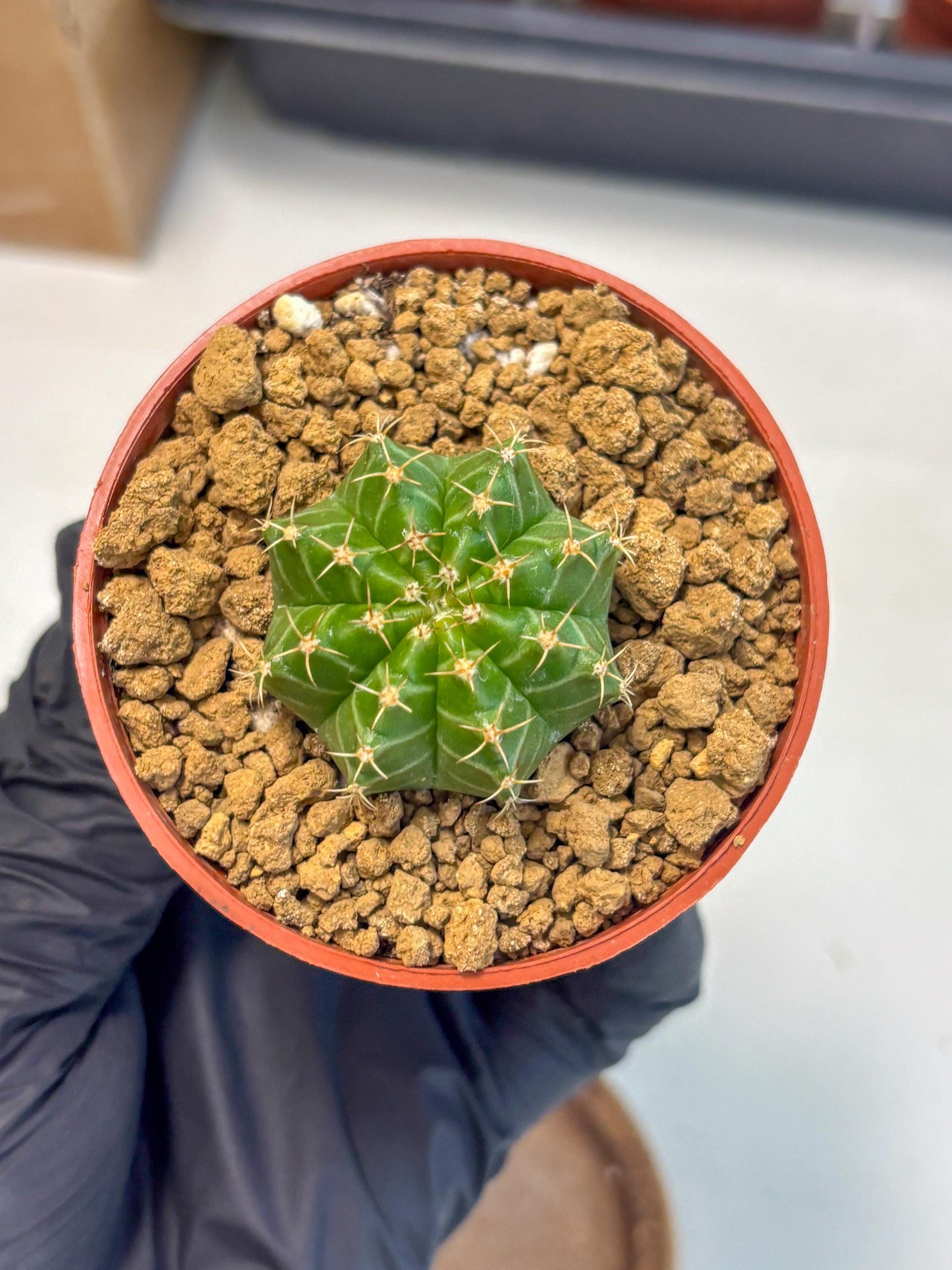 Gymnocalycium Neon (gy14) (b3) | Variegated cactus