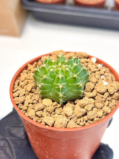 Gymnocalycium Neon (gy14) (b3) | Variegated cactus