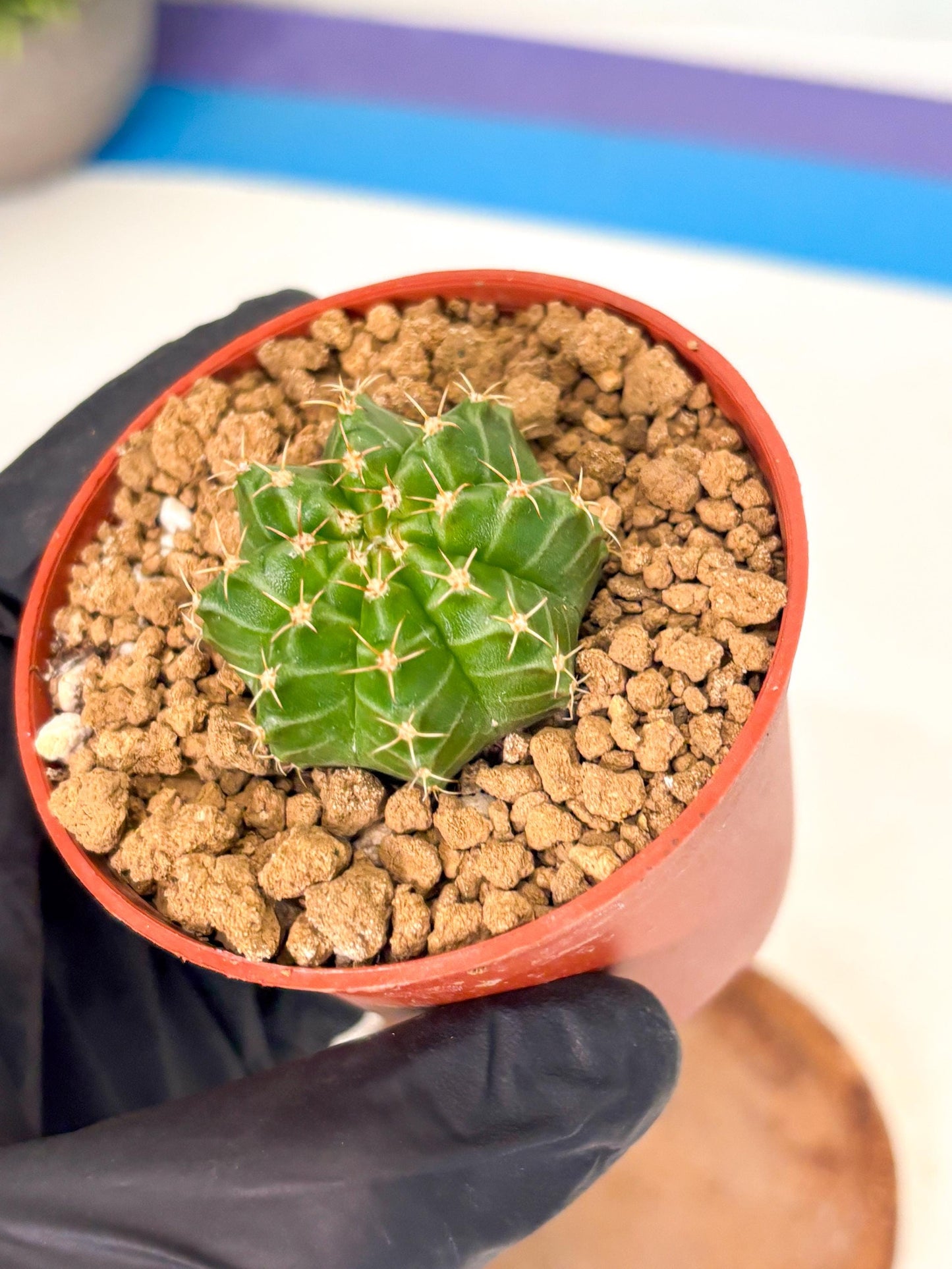Gymnocalycium Neon (gy14) (b3) | Variegated cactus