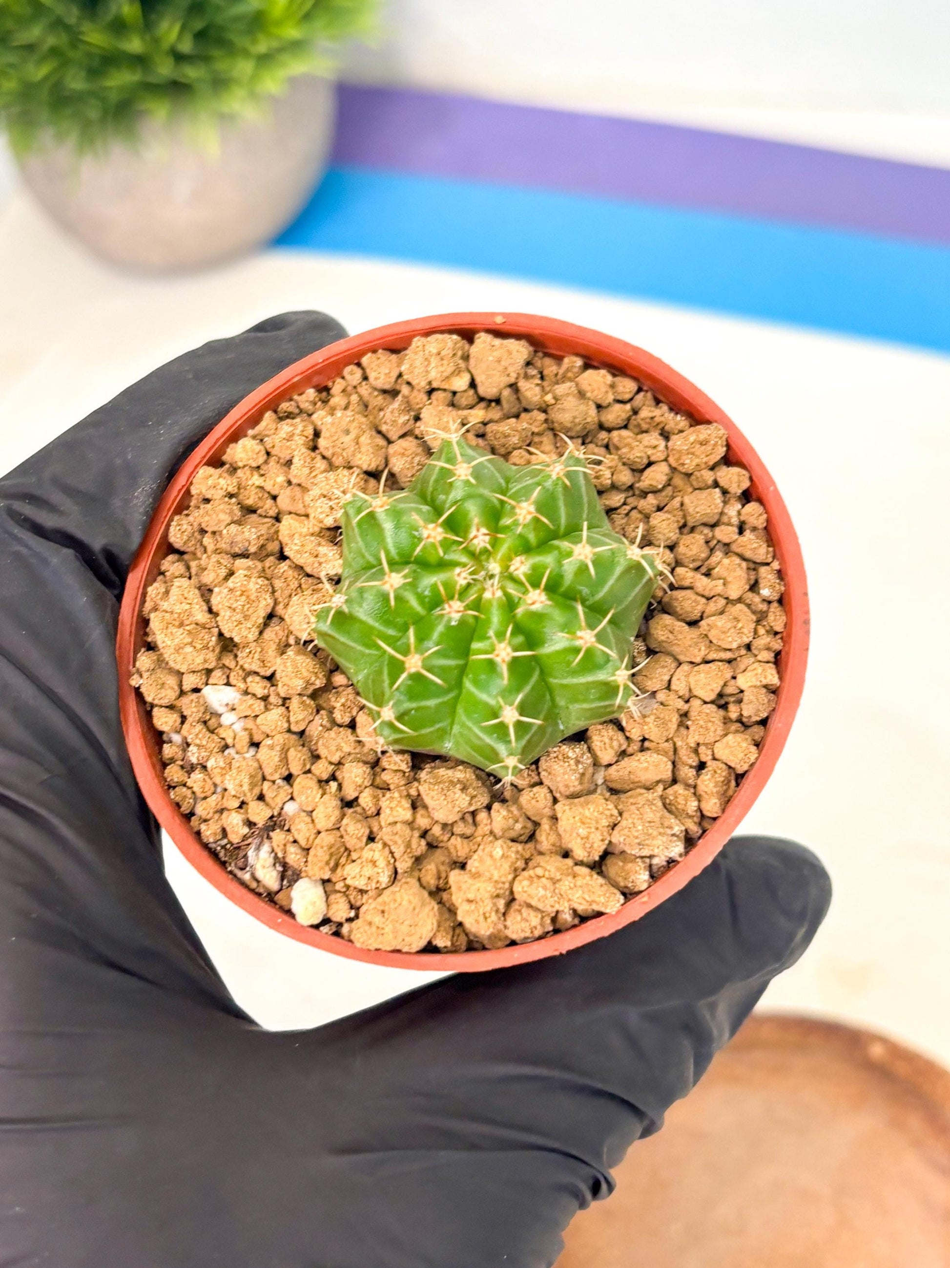 Gymnocalycium Neon (gy14) (b3) | Variegated cactus