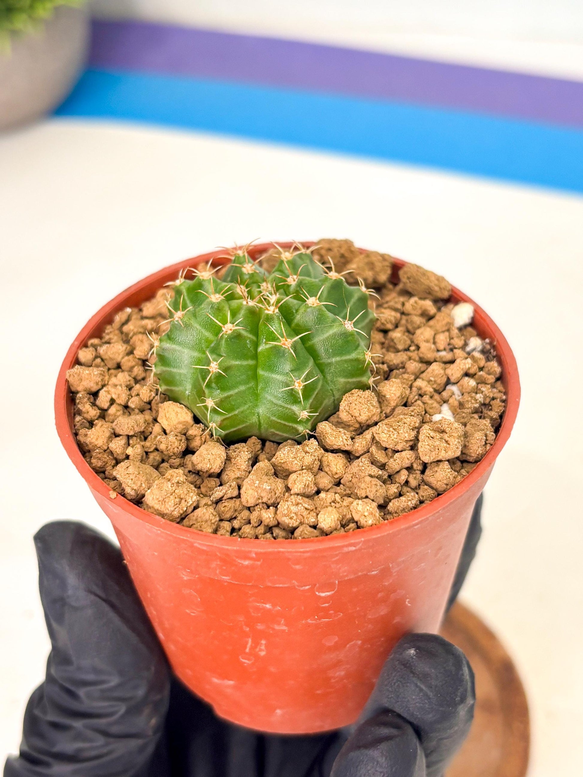 Gymnocalycium Neon (gy14) (b3) | Variegated cactus