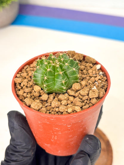 Gymnocalycium Neon (gy14) (b3) | Variegated cactus