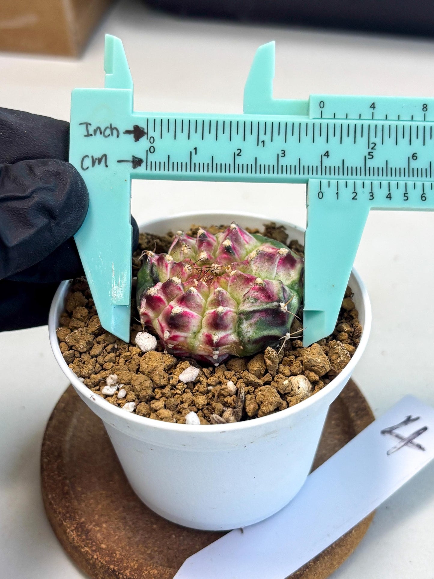Gymnocalycium Neon (gy14) (b4) | Variegated cactus