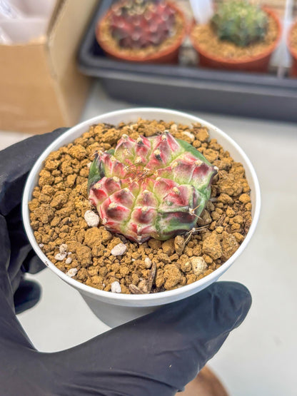 Gymnocalycium Neon (gy14) (b4) | Variegated cactus