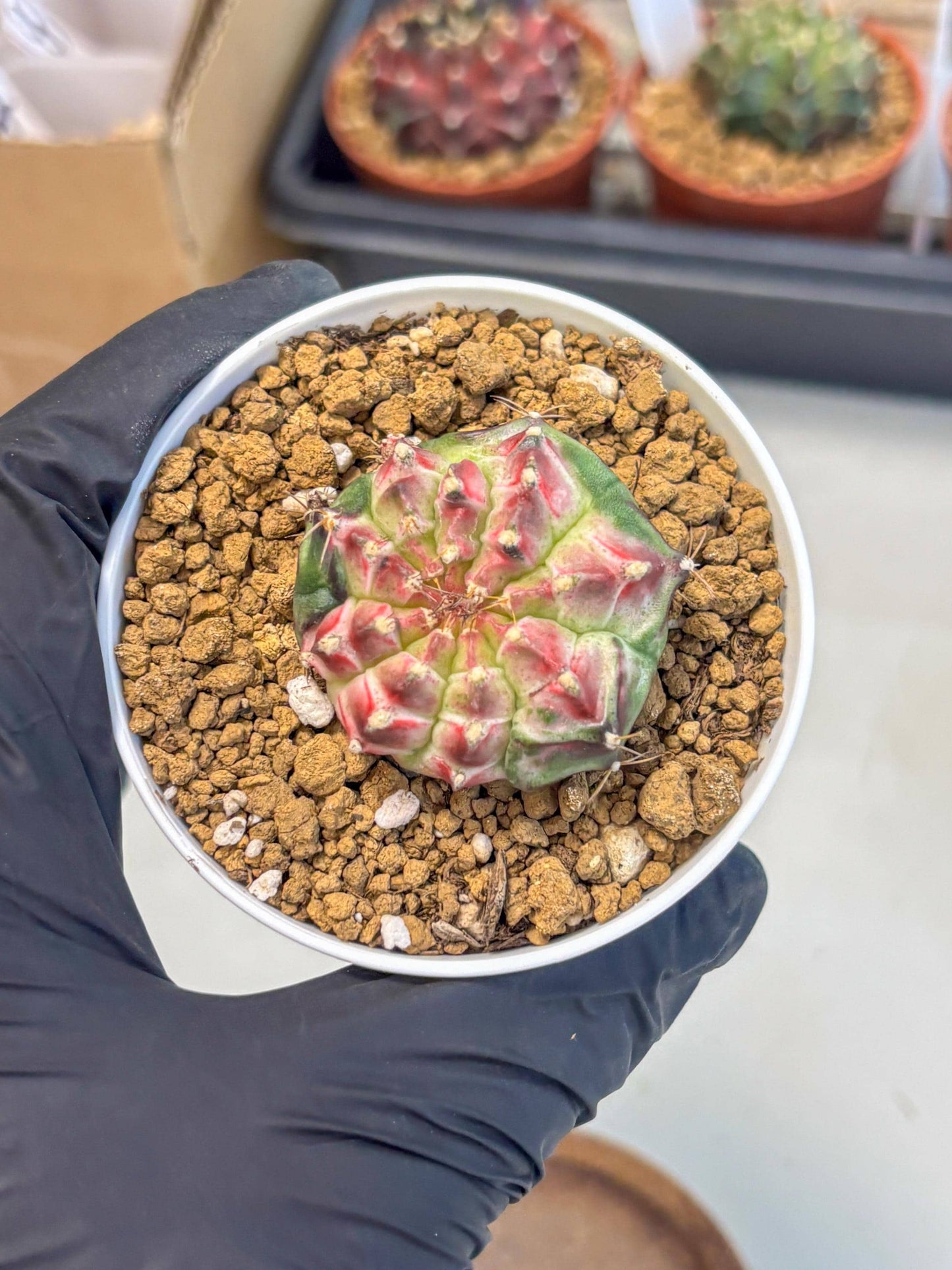 Gymnocalycium Neon (gy14) (b4) | Variegated cactus