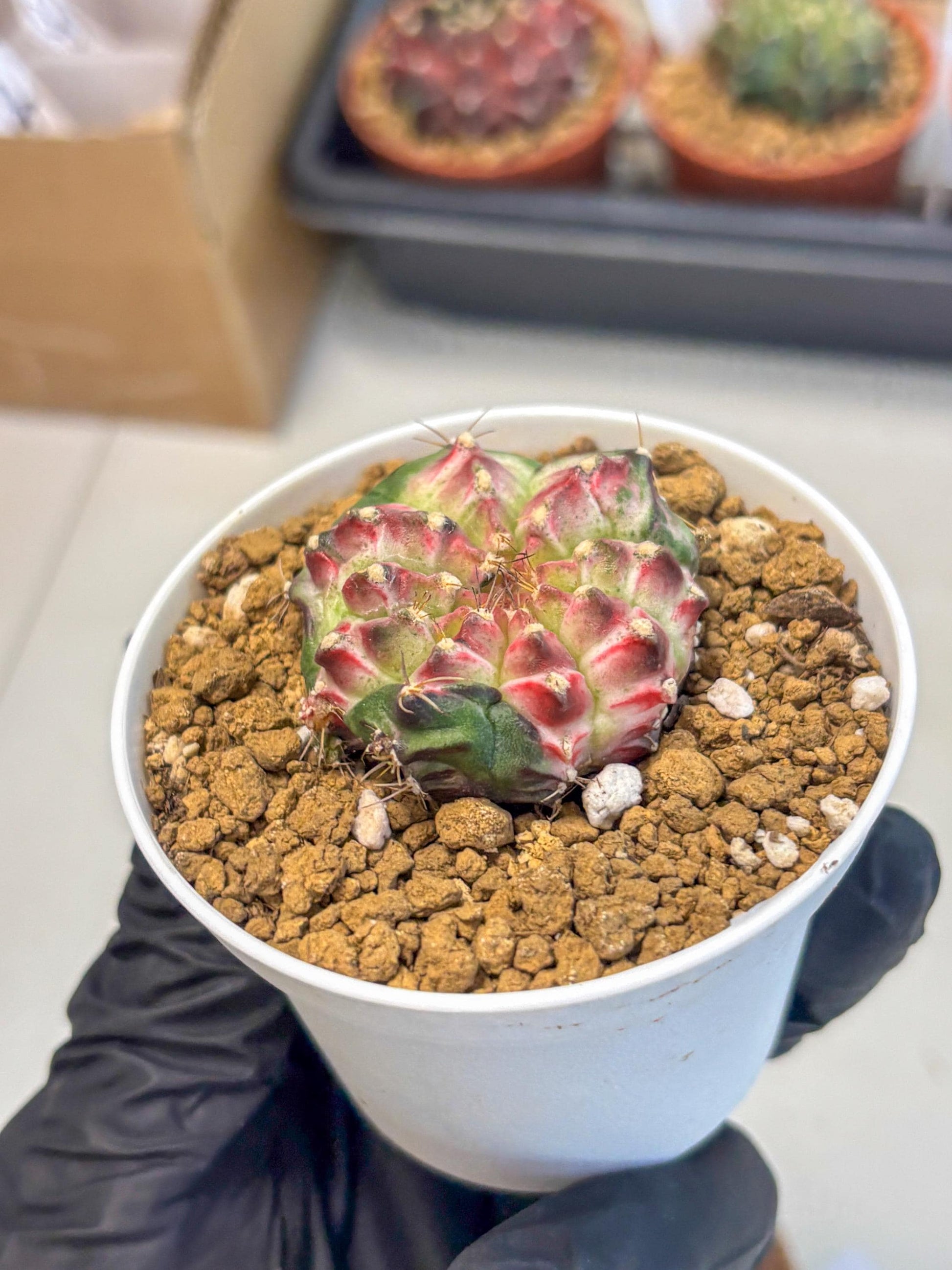 Gymnocalycium Neon (gy14) (b4) | Variegated cactus