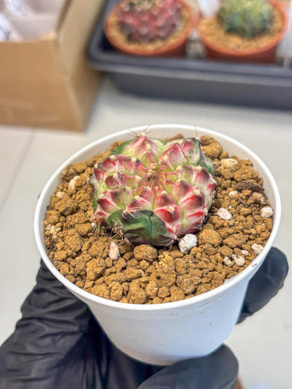 Gymnocalycium Neon (gy14) (b4) | Variegated cactus