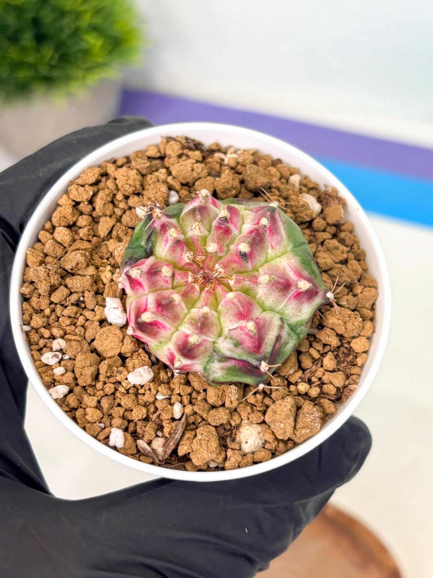 Gymnocalycium Neon (gy14) (b4) | Variegated cactus