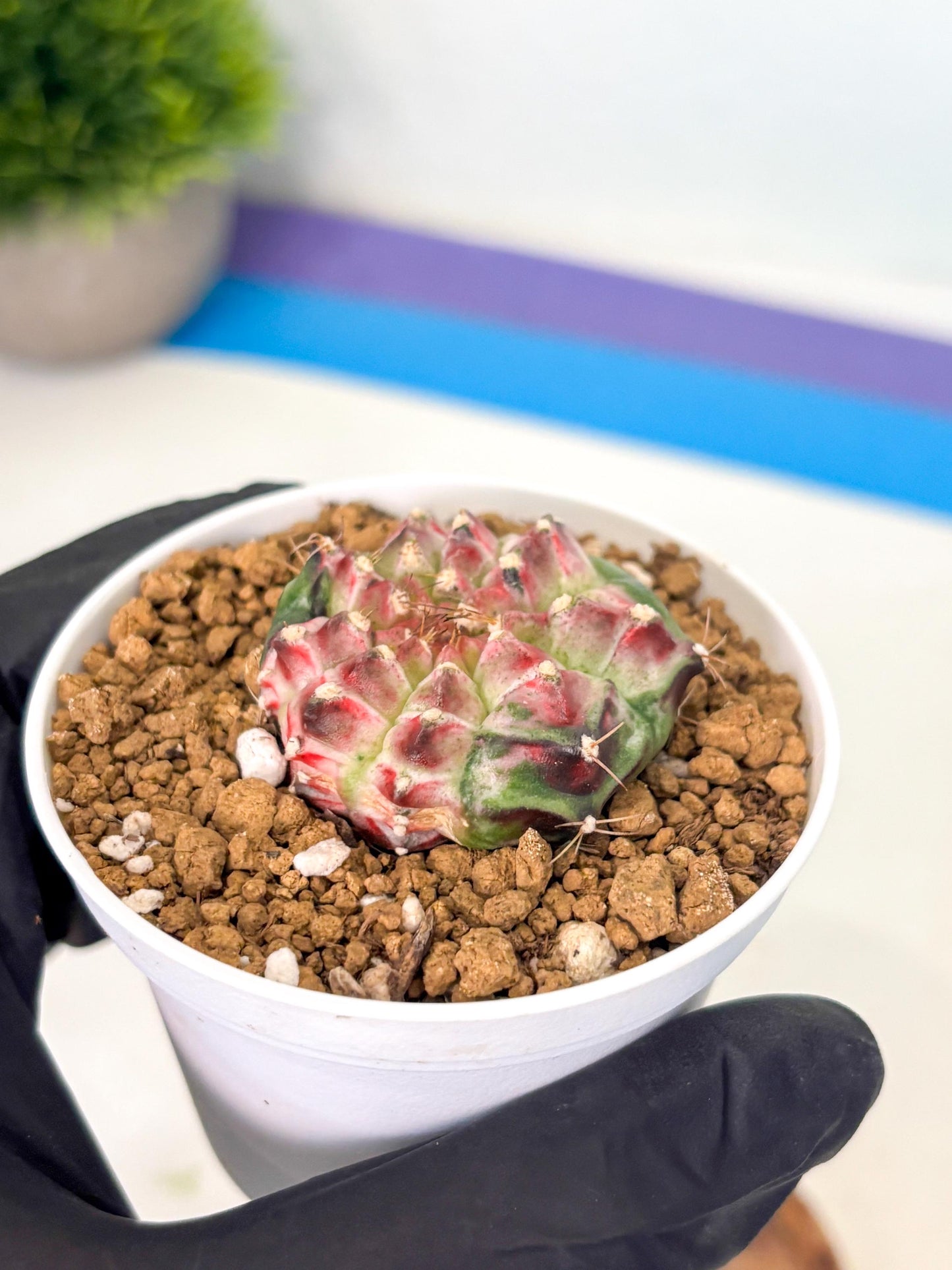 Gymnocalycium Neon (gy14) (b4) | Variegated cactus