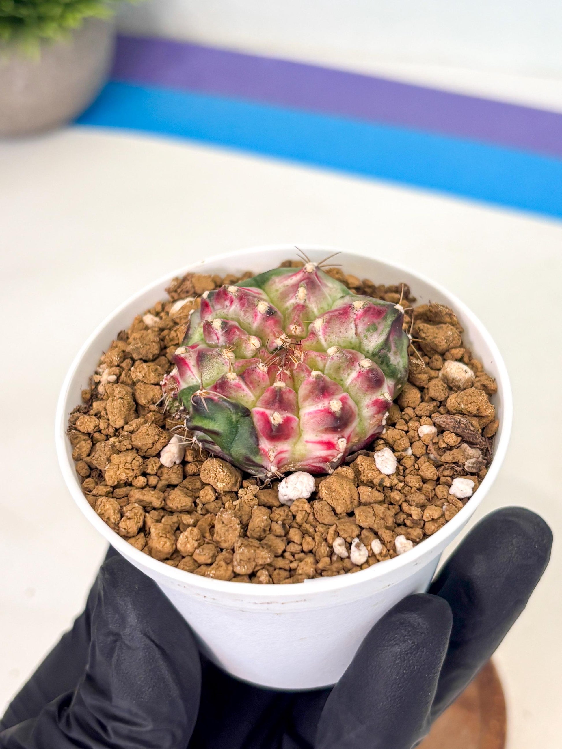 Gymnocalycium Neon (gy14) (b4) | Variegated cactus