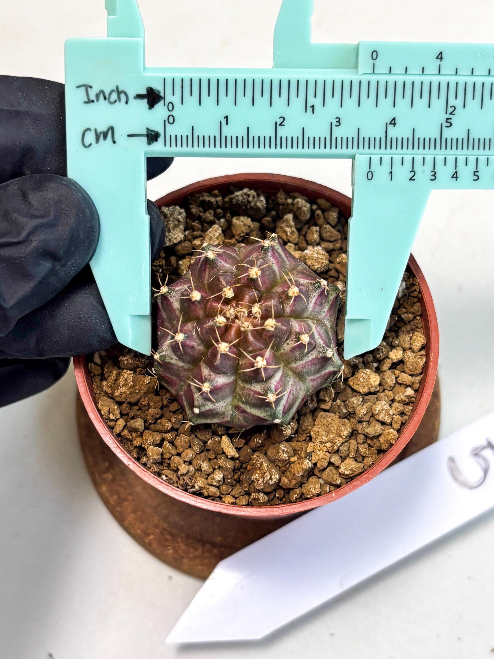 Gymnocalycium Neon (gy14) (b5) | ONLY for Advance Grower