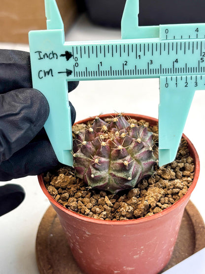 Gymnocalycium Neon (gy14) (b5) | ONLY for Advance Grower