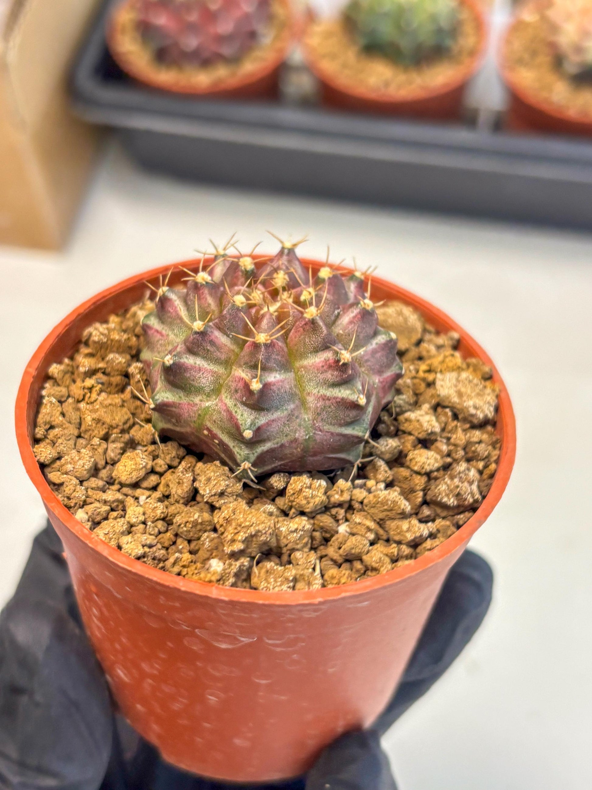 Gymnocalycium Neon (gy14) (b5) | ONLY for Advance Grower