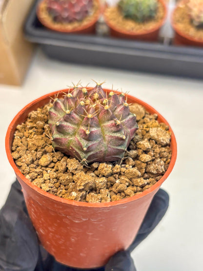 Gymnocalycium Neon (gy14) (b5) | ONLY for Advance Grower