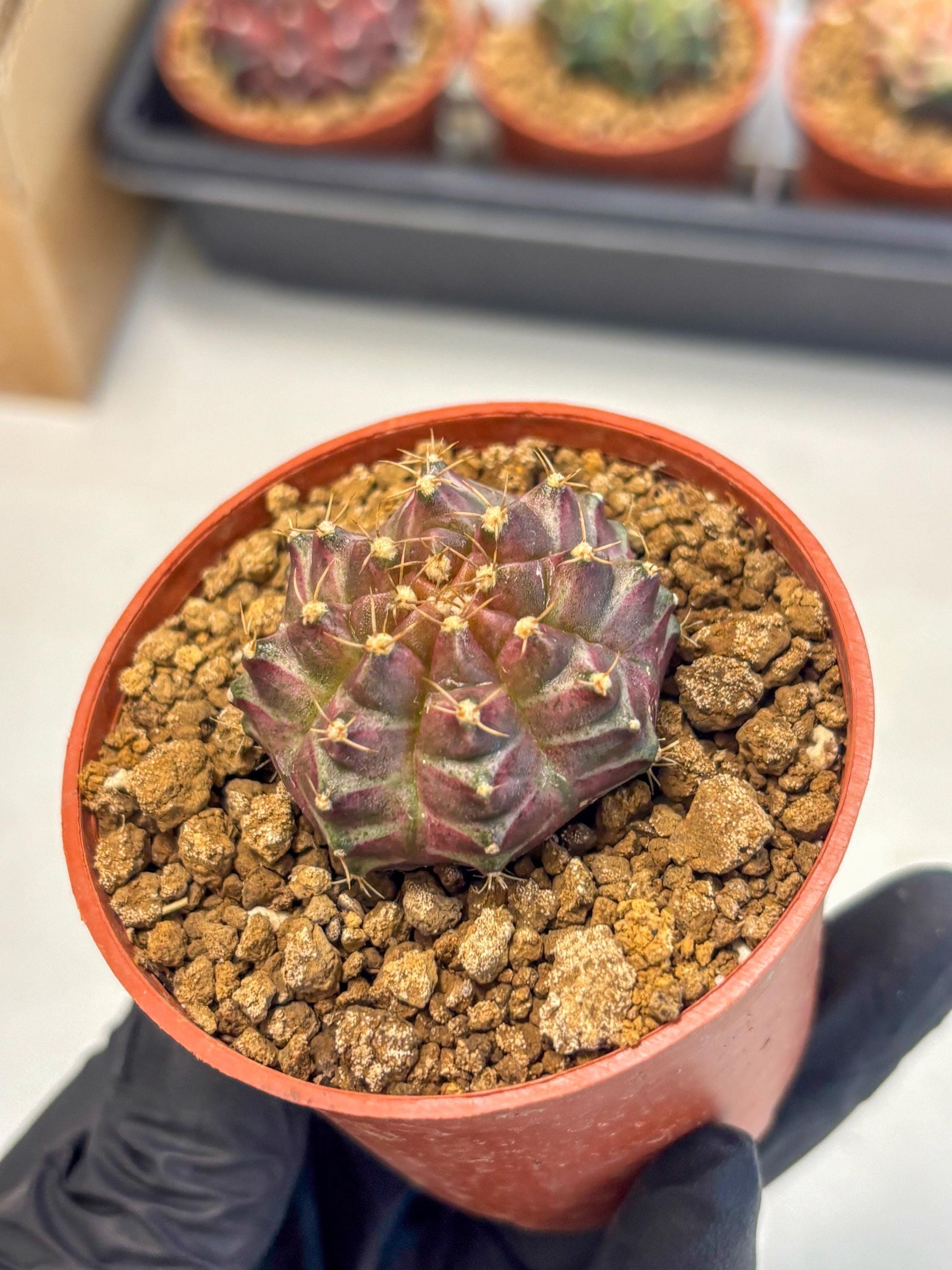 Gymnocalycium Neon (gy14) (b5) | ONLY for Advance Grower