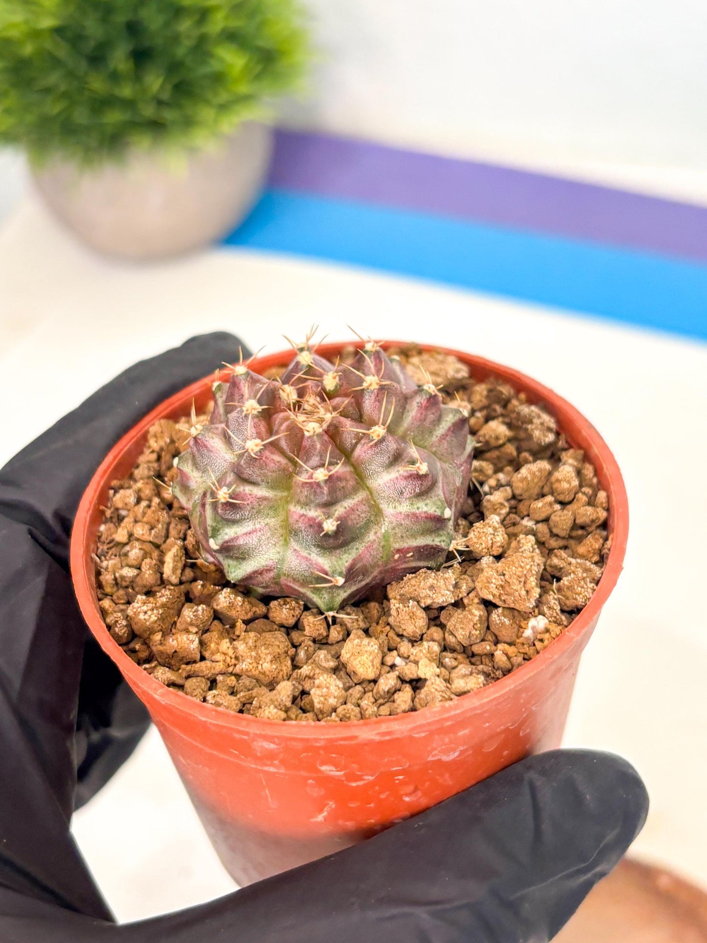 Gymnocalycium Neon (gy14) (b5) | ONLY for Advance Grower