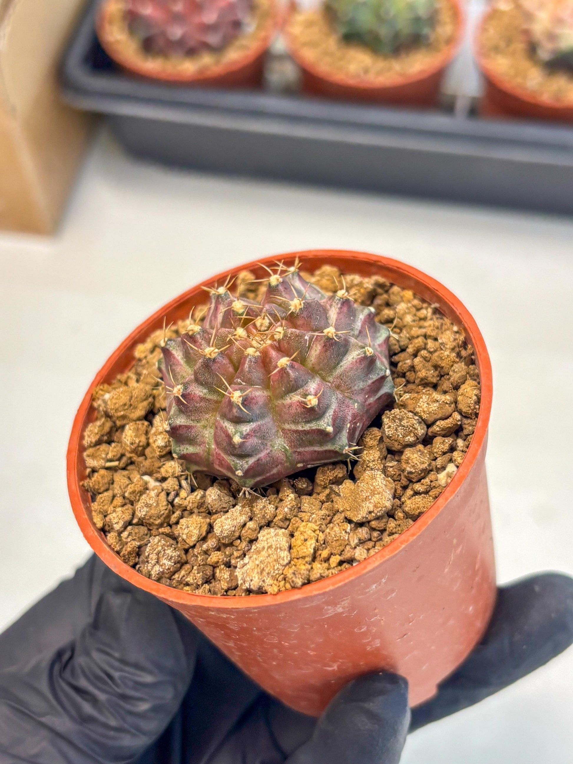 Gymnocalycium Neon (gy14) (b5) | ONLY for Advance Grower