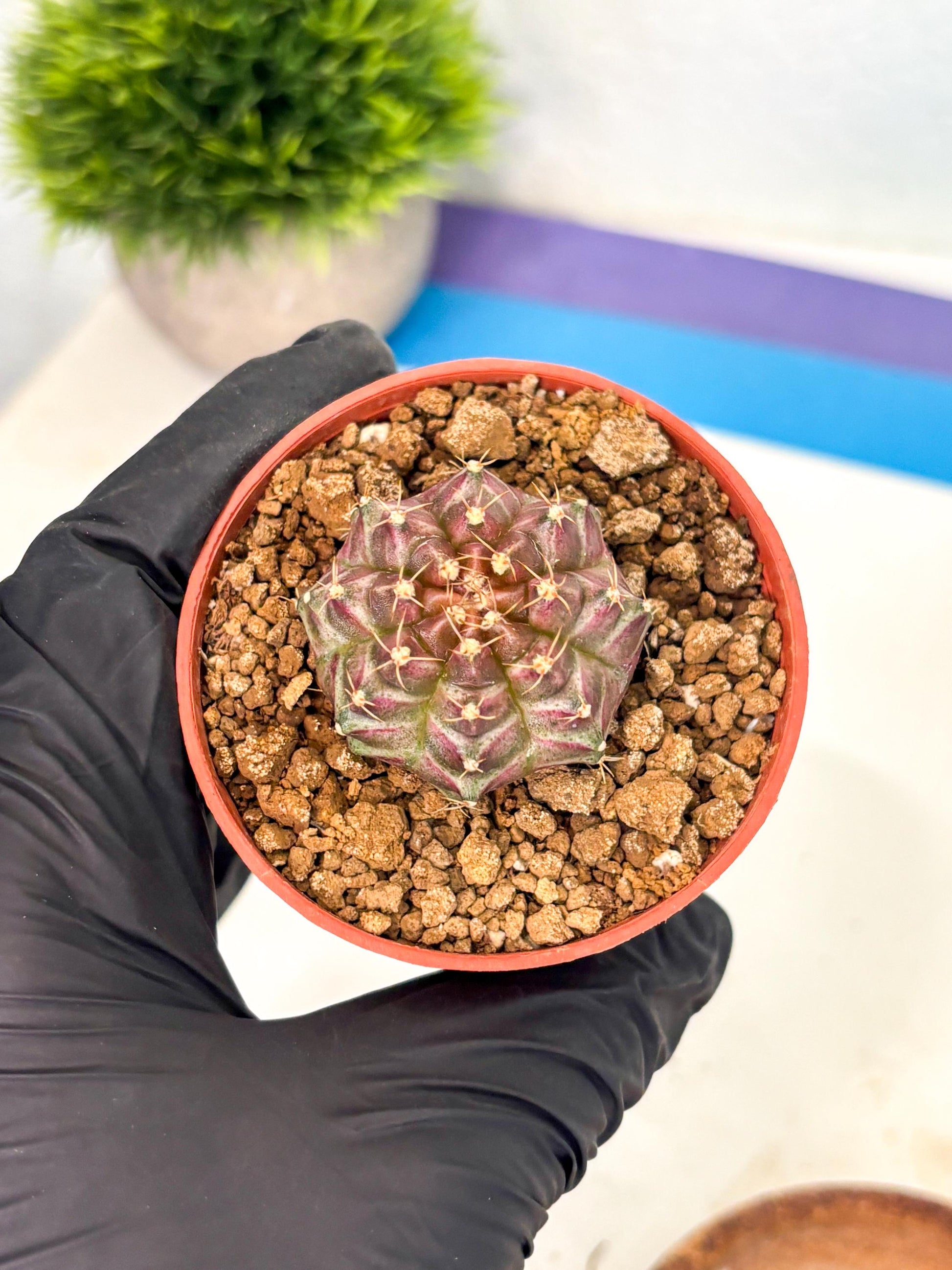 Gymnocalycium Neon (gy14) (b5) | ONLY for Advance Grower