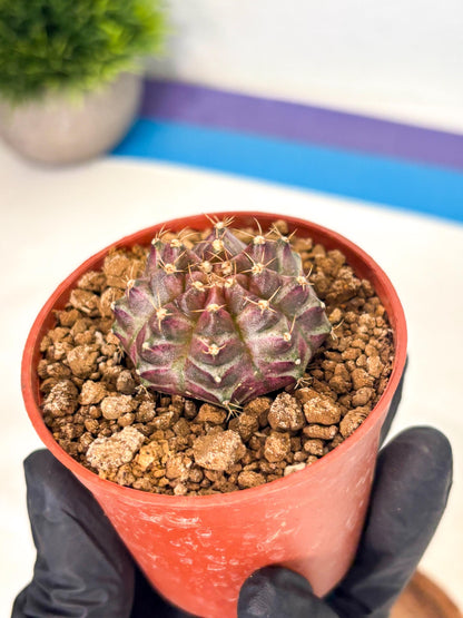 Gymnocalycium Neon (gy14) (b5) | ONLY for Advance Grower