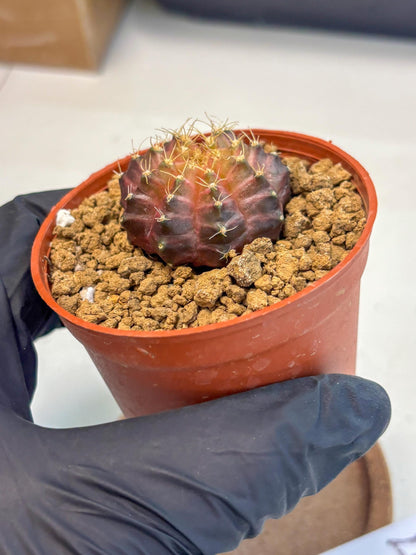 Gymnocalycium Neon (gy14) (p4) | Variegated cactus