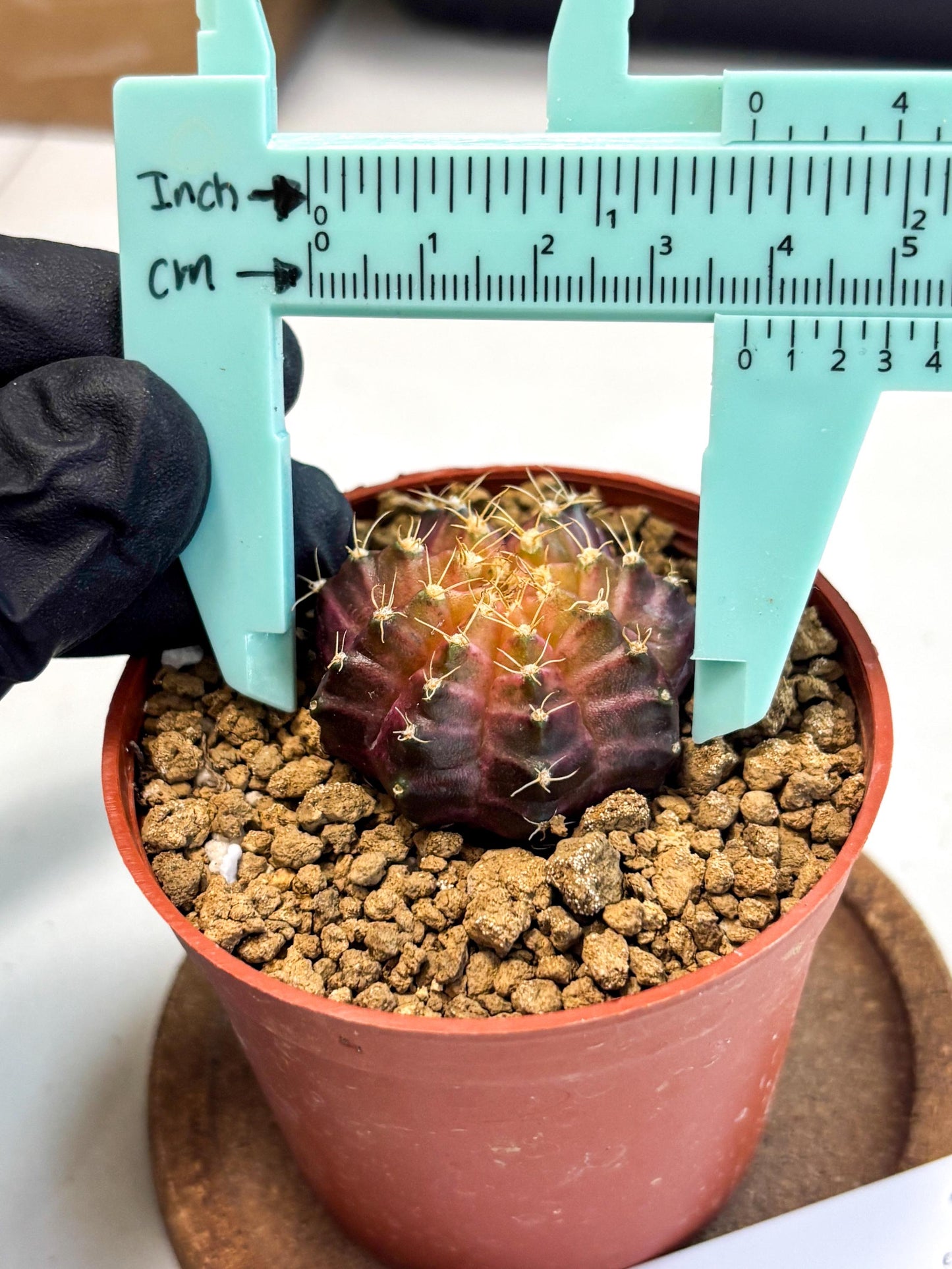 Gymnocalycium Neon (gy14) (p4) | Variegated cactus