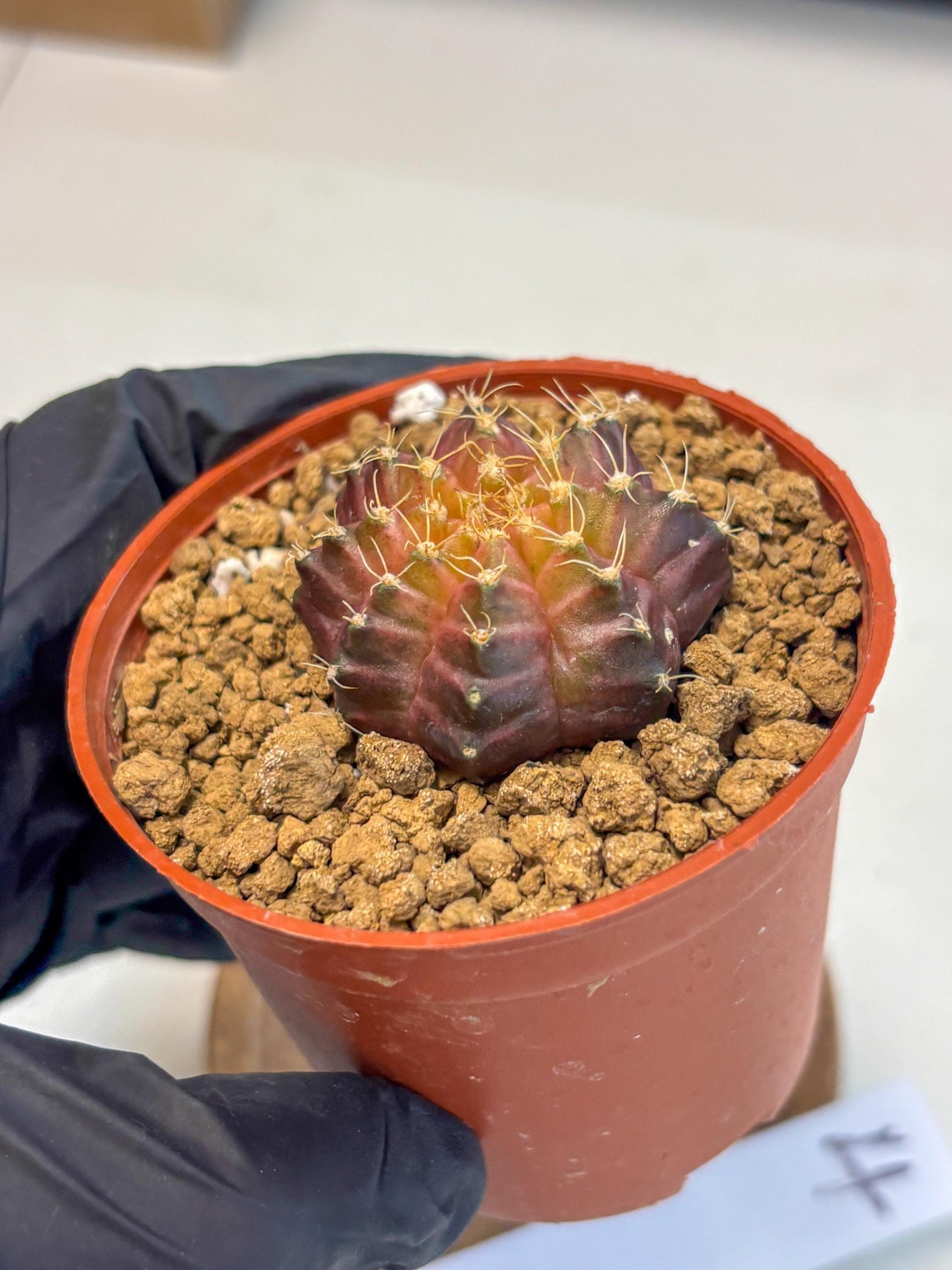 Gymnocalycium Neon (gy14) (p4) | Variegated cactus