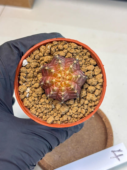 Gymnocalycium Neon (gy14) (p4) | Variegated cactus