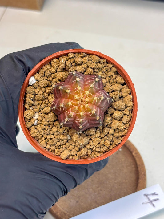 Gymnocalycium Neon (gy14) (p4) | Variegated cactus