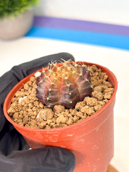 Gymnocalycium Neon (gy14) (p4) | Variegated cactus