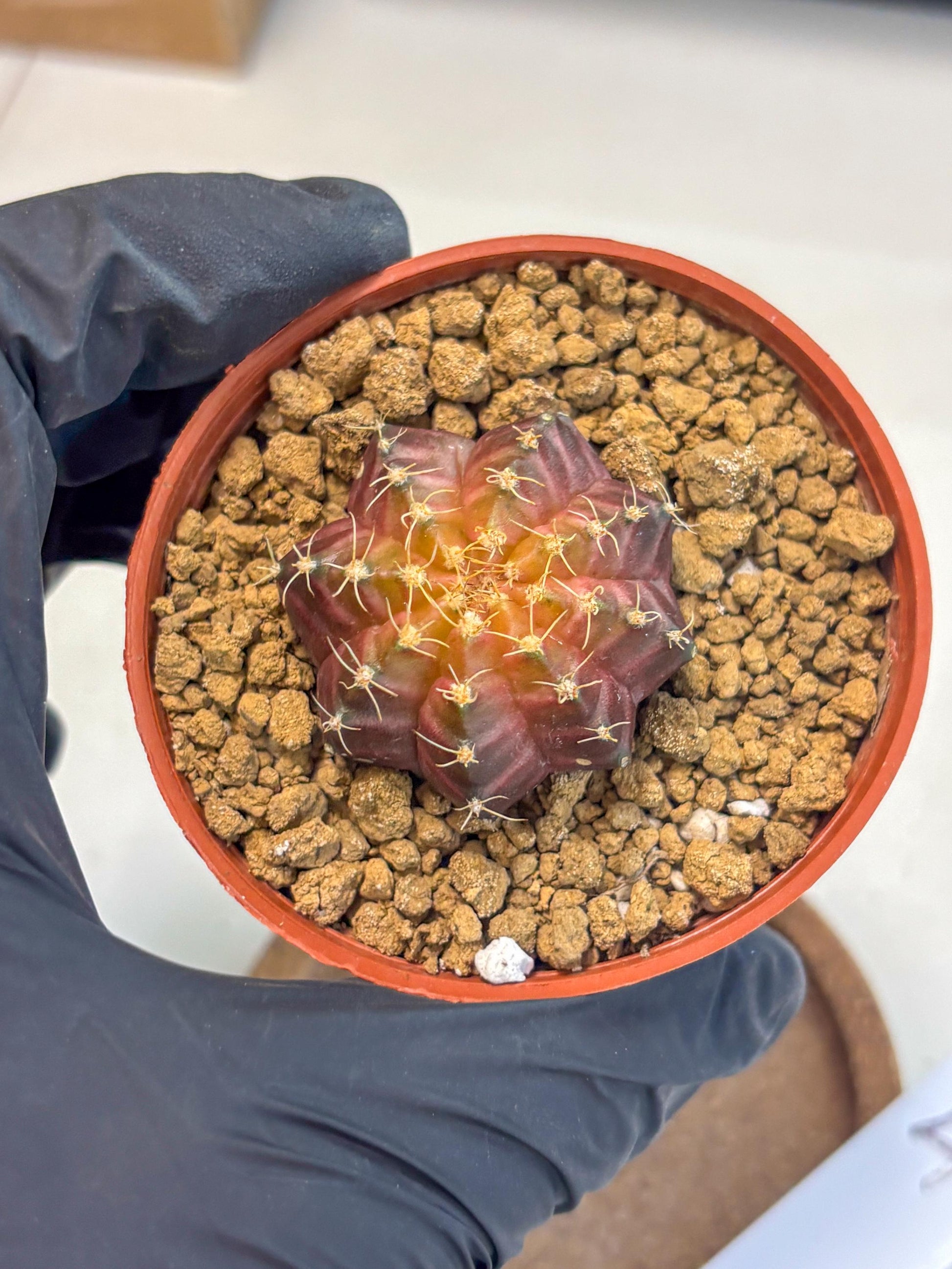 Gymnocalycium Neon (gy14) (p4) | Variegated cactus